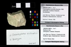 Foto (Objekt + Etikett) von Cracensigillatus acutirostris (Moericke, 1889)  (NHMW-GEO-1990-0041-2886a)